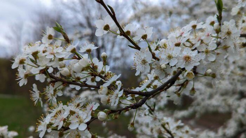 Хмарно з проясненнями, деінде невеликий дощ: прогноз погоди на 23 квітня