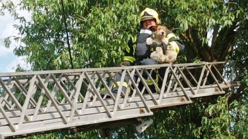 На Волині з канави рятувальники витягнули корову