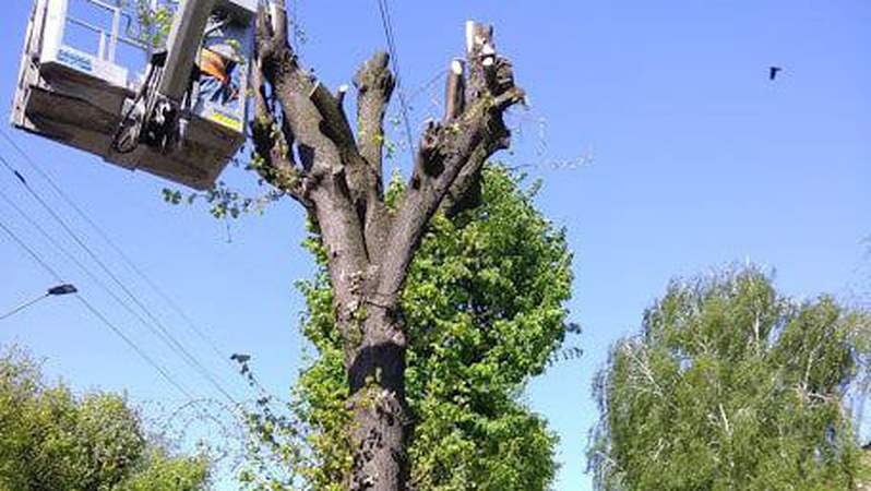 «Нас чекає бетонна пустеля»: на проспекті Волі у Луцьку зрізають липи