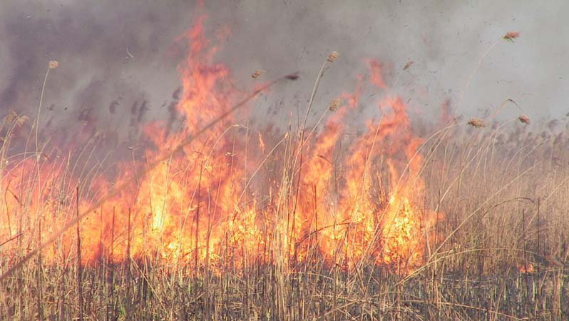 На Волині горить очерет: лісівники впевнені – птахам і тваринам не вижити