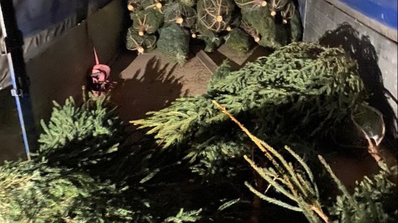 На Волині вилучили нелегальні ялинки та сосни. ФОТО. ВІДЕО
