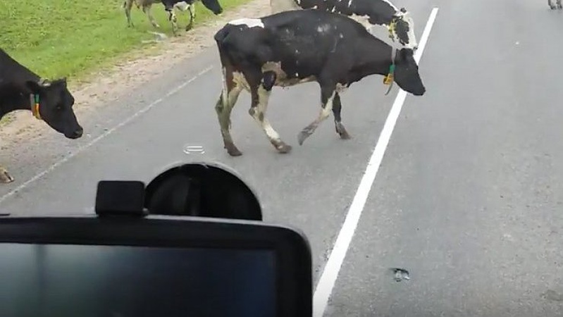 Волинянин на «Audi» збив корову та врізався у паркан