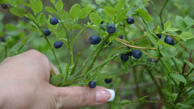 Де на Волині не можна збирати чорниці