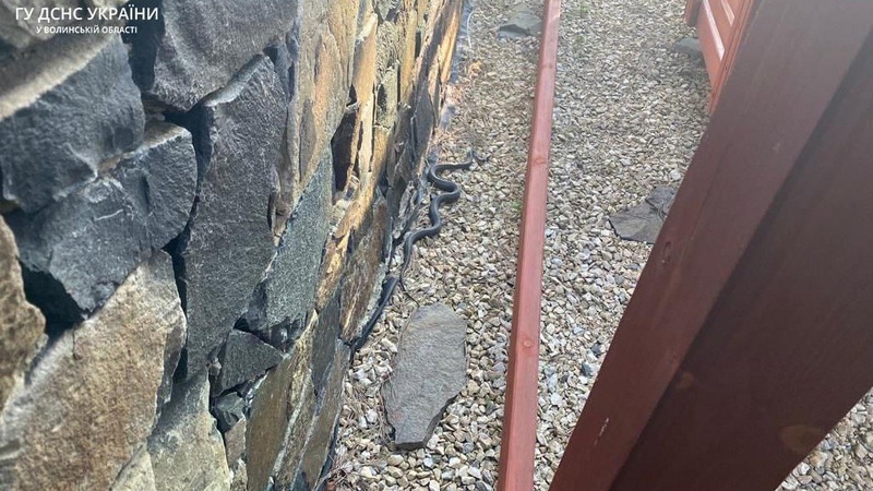 У Луцькому районі рятувальники виловили плазуна з приватного обійстя