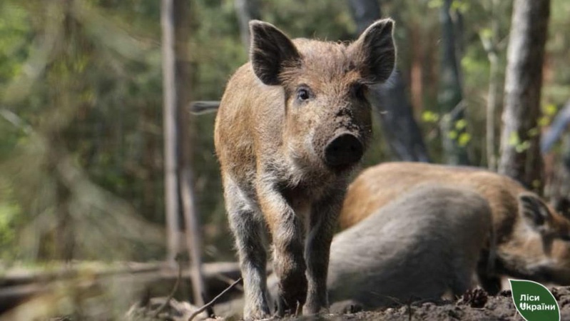 В лісі на Волині знайшли мертвих тварин