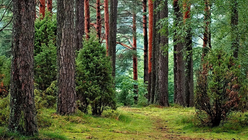 У державну власність повернули три земельні ділянки в лісі вартістю понад 36 мільйонів гривень
