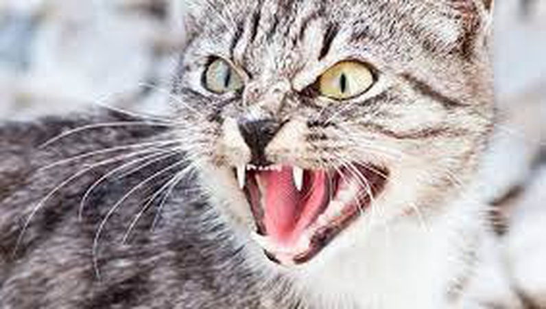 У громаді на Волині – новий випадок сказу: кіт покусав господарів