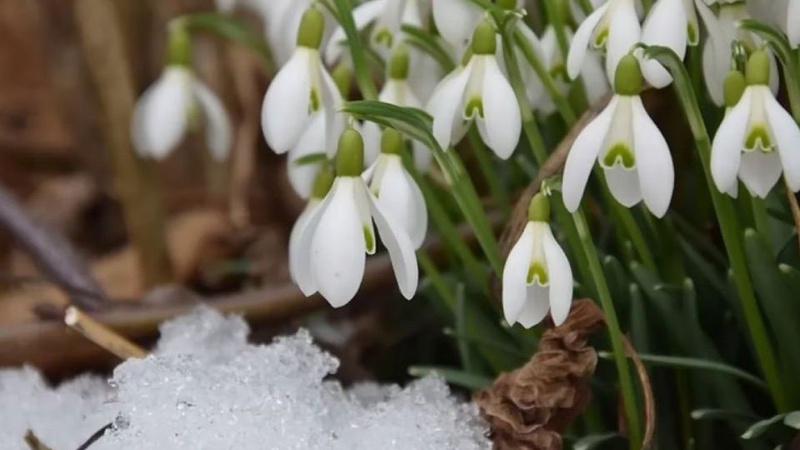Синоптики розповіли, коли на Волинь прийде температурна весна