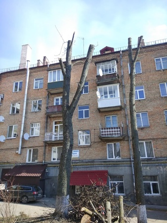 У центрі Луцька по-варварськи кронували дерева