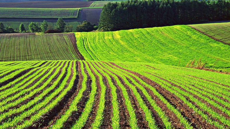 Маєш землю – плати за оренду: на Волині чоловіка змусили сплатити 125 тисяч гривень