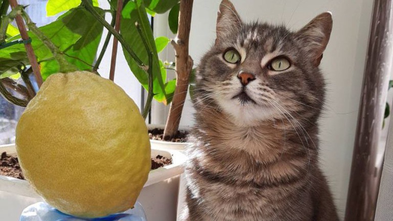 Волиняни вирощують на підвіконні лимони й мандарини