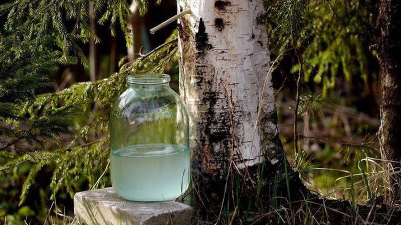 На Волині стартував сезон заготівлі березового соку