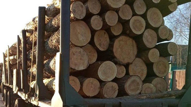 На Волині розслідують діяльність організованої групи крадіїв лісу