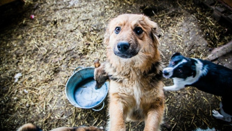 У Луцьку судили чоловіка, що знущався з тварин: у волинянина заберуть 25 собак