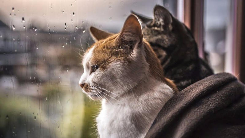 Дощі та похолодання: прогноз погоди на 21 квітня