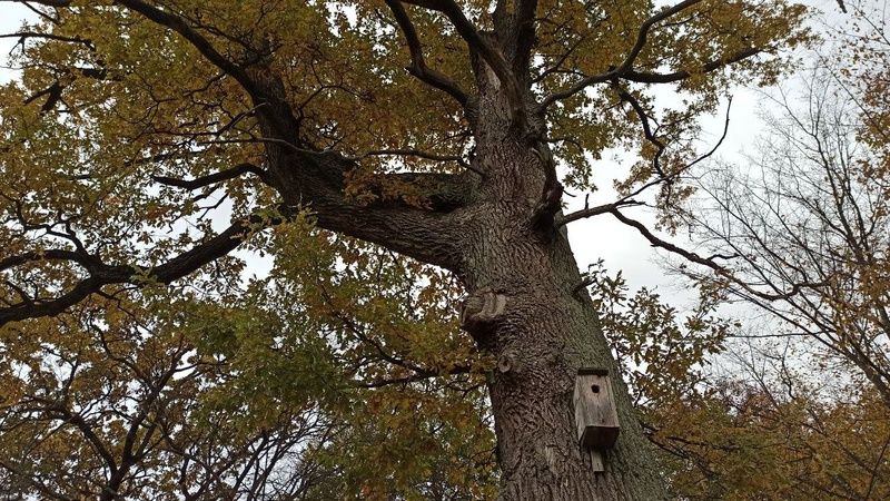 Головне за вихідні під грифом ДТП й COVID