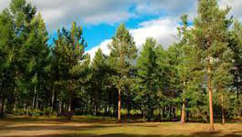 На Волині понад 27 гектарів лісових земель повернули у власність держави