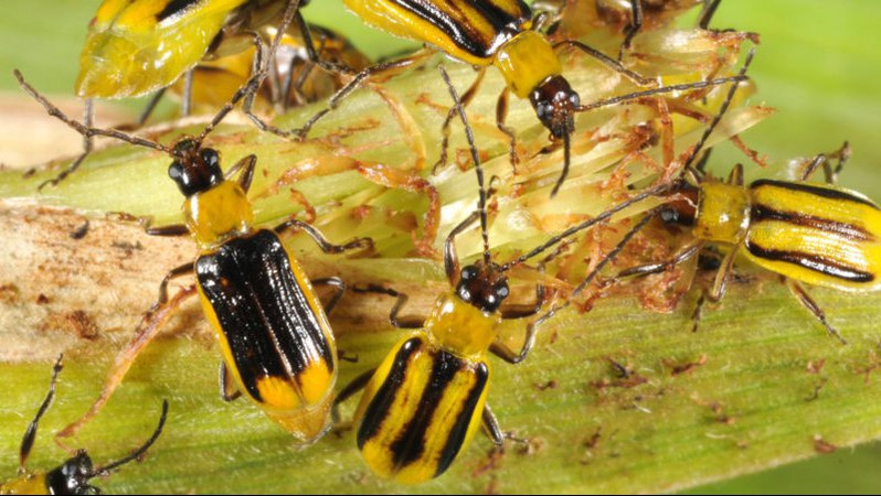 На Волині – карантин через шкідливого жука