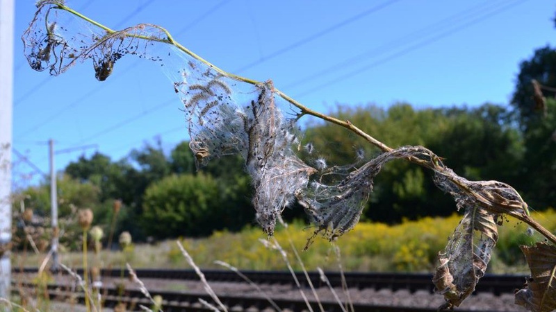 Як боротися з американським білим метеликом: поради волинських спеціалістів