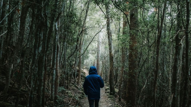 У громаді на Волині заборонили ходити в ліс