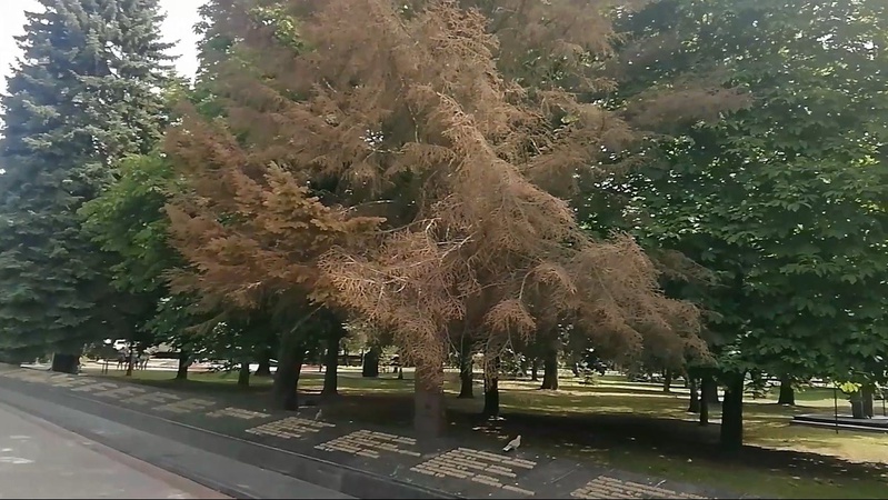 На меморіалі в Луцьку зріжуть три ялини. ВІДЕО