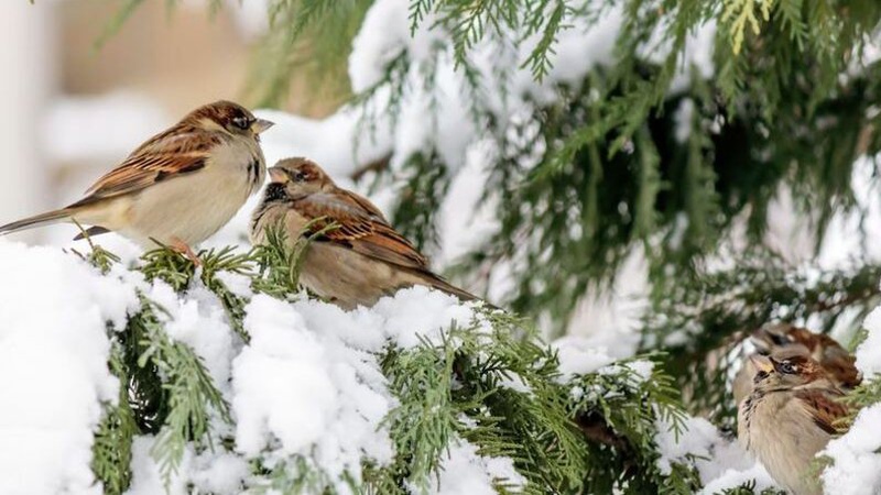 Без опадів, місцями ожеледиця: прогноз погоди на 22 січня
