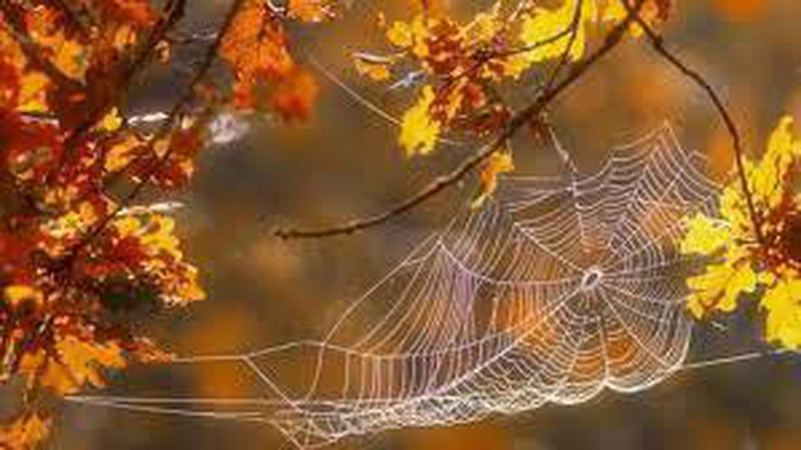 Чи повернеться в Україну до кінця вересня літнє тепло: прогноз синоптиків