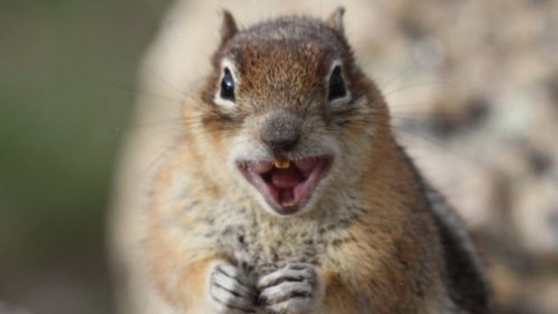 Скажена білка покусала 8-річного хлопчика на Рівненщині