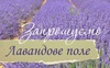 Незабаром на Волині розпочнеться сезон лаванди