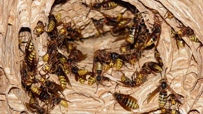 Волинські рятувальники тричі за добу ліквідували кубла шершнів