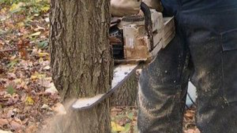 Зрізав кілька дерев: волинянин отримав умовний термін