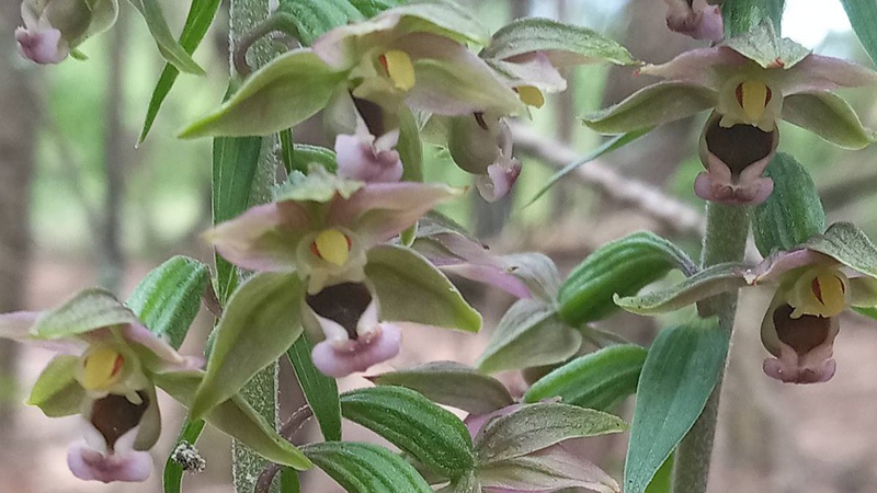 В Нобельському нацпарку на Рівненщині зацвіла червонокнижна орхідея