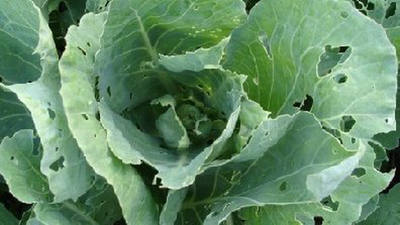 Торік капустяна попелиця найбільше шкодила на Волині