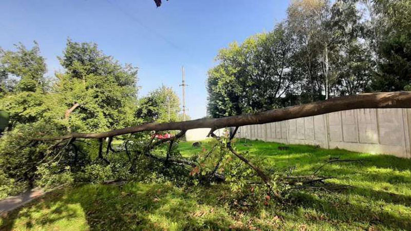 У Луцьку в дворі багатоповерхівки раптово впало дерево (фото)