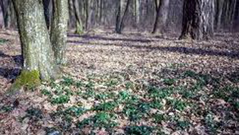 Понад 23 гектари лісу на Волині повернули у власність держави