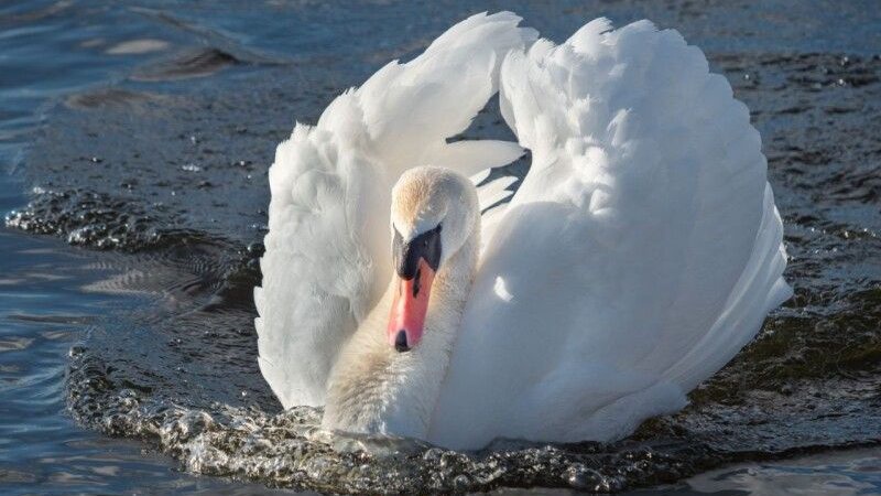 Показали фото красивих лебедів на одній із річок Волині. ФОТО