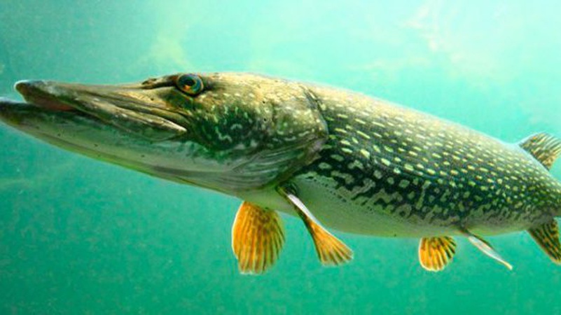 На Волині вводять нерестову заборону на вилов щуки