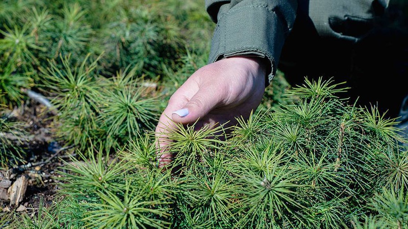За тиждень у волинських лісгоспах висадили понад сім мільйонів сіянців