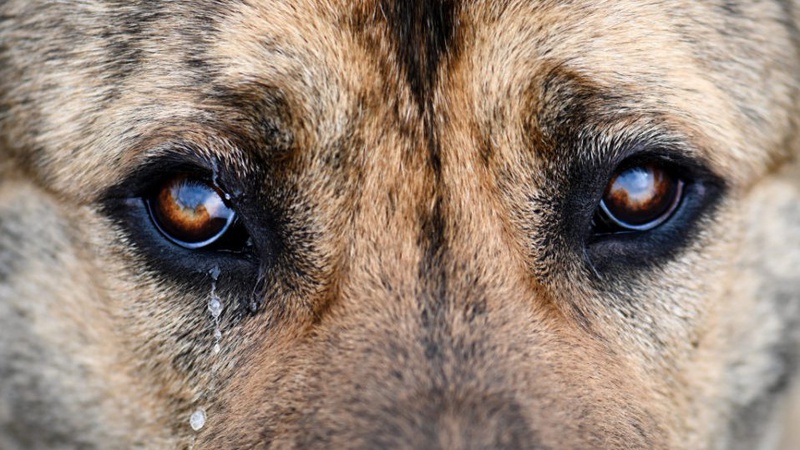 У лучанина забрали 25 собак, яких він бив та морив голодом