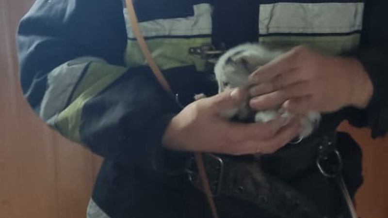 У селищі на Волині рятувальники визволили з пастки котика