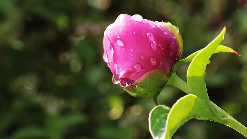 Мінлива хмарність, деінде невеликий дощ: прогноз погоди на 1 червня