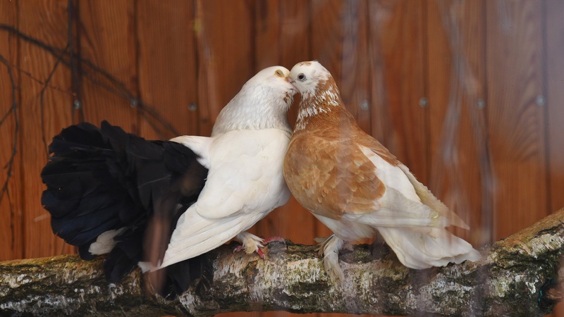 У Луцькому зоопарку голуби, яких військові врятували під Бахмутом, дали потомство