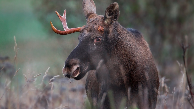 Намагався стрибнути через паркан: на Волині загинув молодий лось. ФОТО 18+