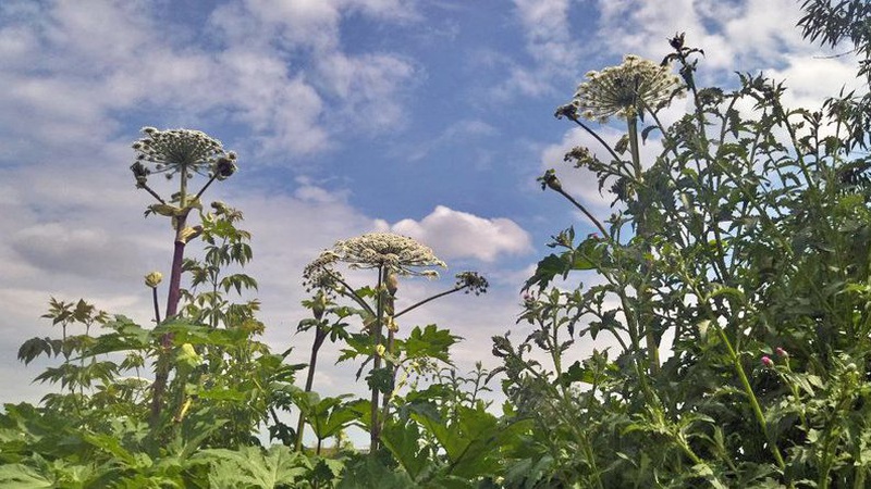 Борщівник у Луцьку – як борються з небезпечною рослиною