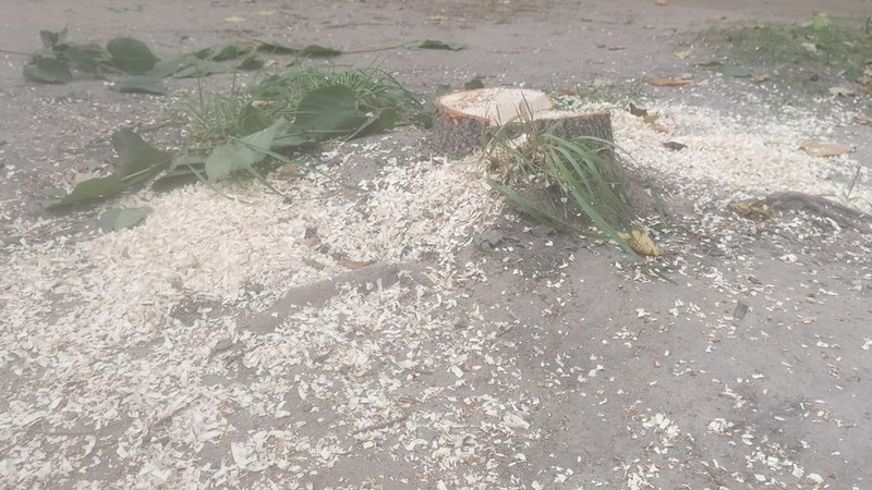 Площу ремонтують – дерева падають: у Луцьку на проспекті Соборності зрізали дерева. ФОТО. ВІДЕО