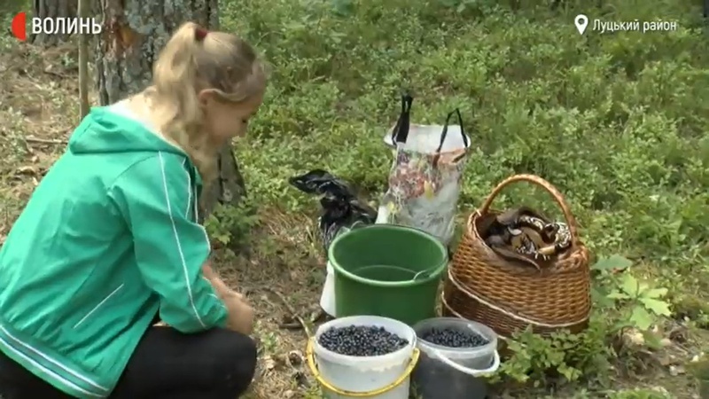 Сезон «чорного золота»: на Волині стартував збір чорниці