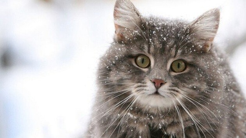 В Україну повернуться морози до -15°