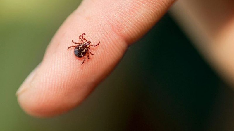 Де на Волині найбільше заражених кліщів