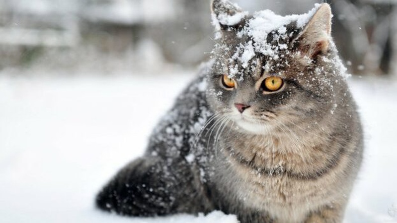 У листопаді в Україні очікується сніг