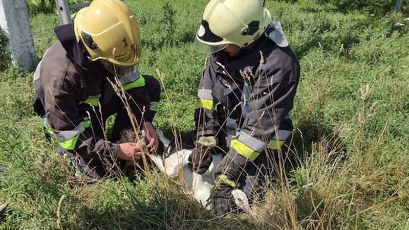 У Луцькому районі рятувальники визволили з пастки травмовану лелеку
